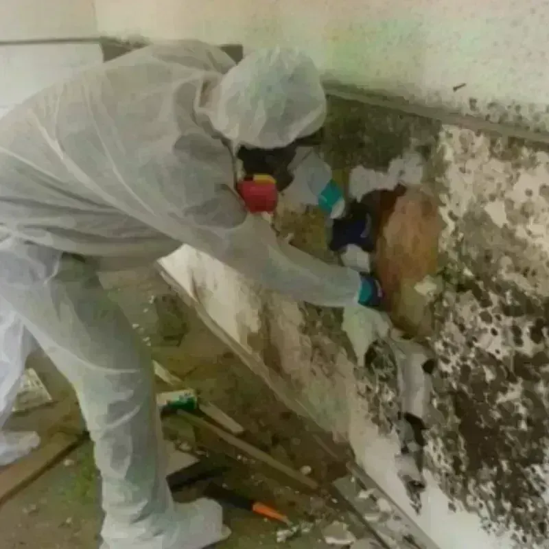 Mold Remediation and Removal in Lee County, TX